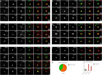 Heterogeneity of Organization of Subcompartments in DSB Repair Foci